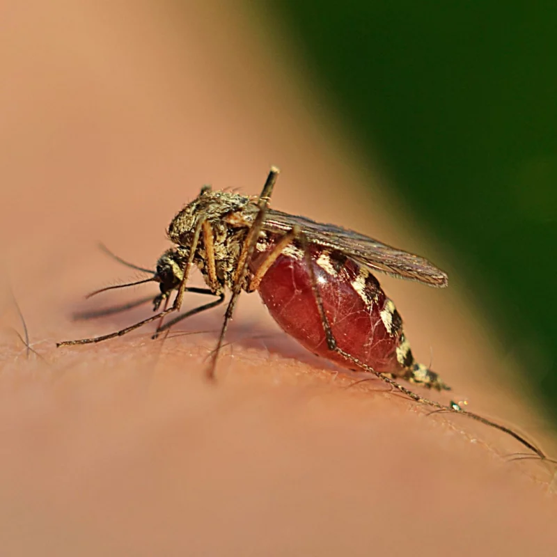Mosquitoes bites