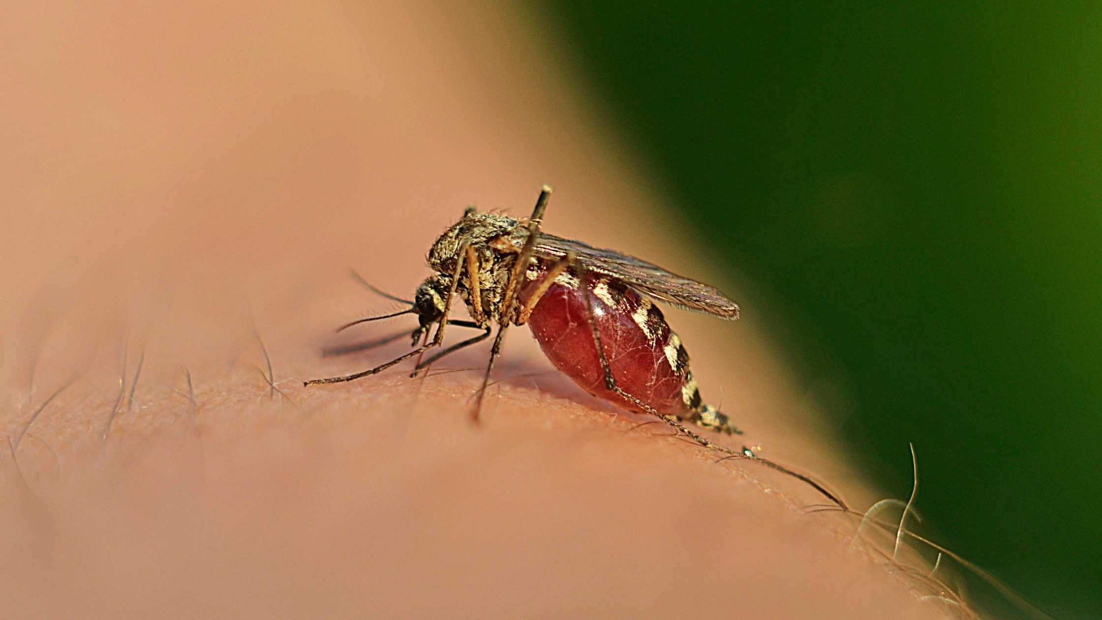Mosquitoes bites