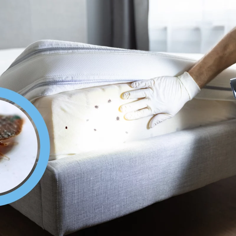 Bed Bugs inspection in Melbourne Victoria