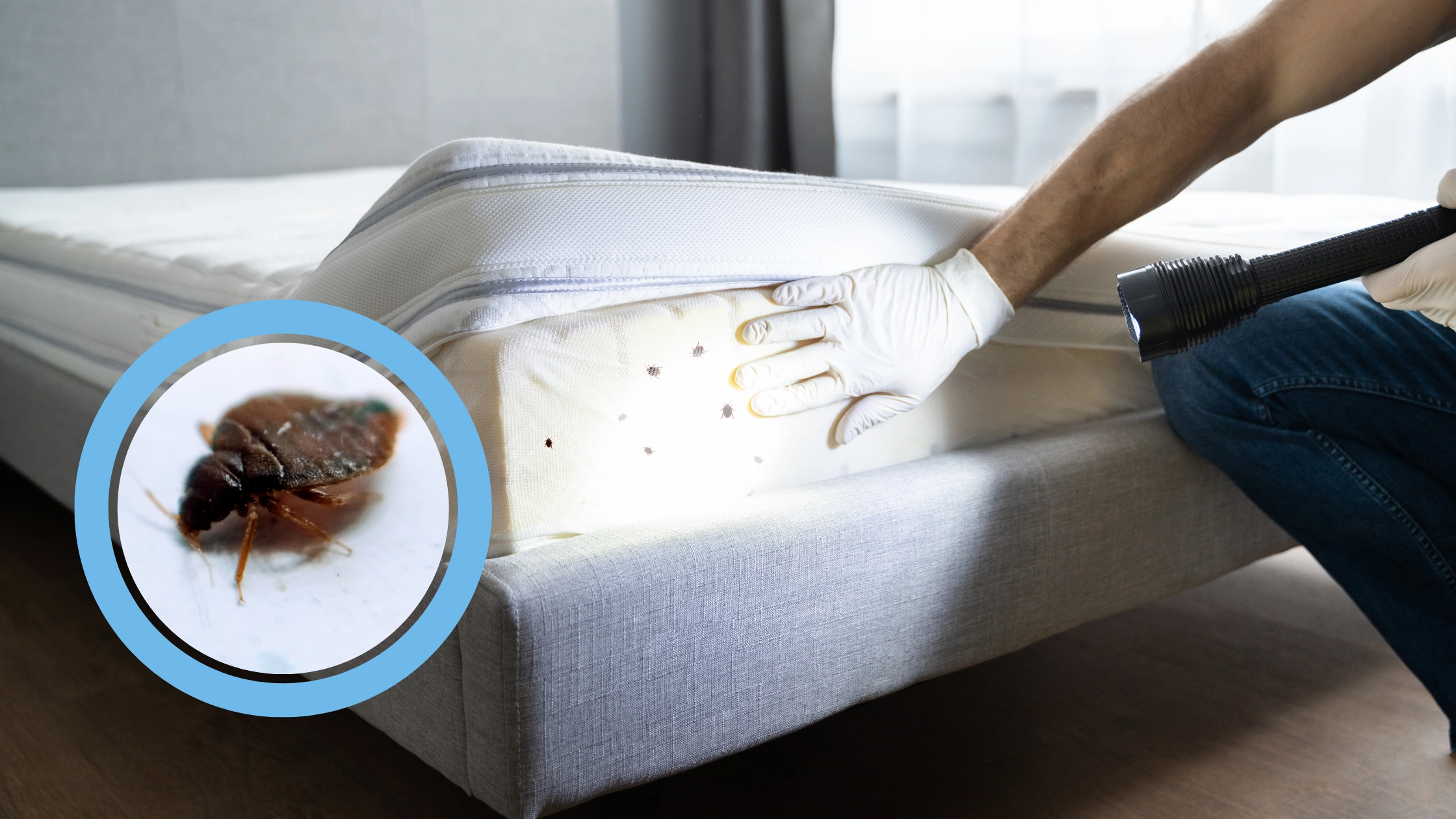 Bed Bugs inspection in Melbourne Victoria